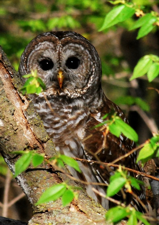 Strix varia barred owl summer Radnor Lake Nashville Nature